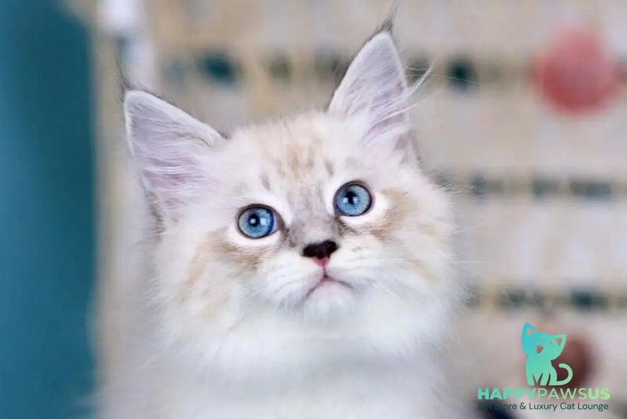 Don Juan Siberian male black silver with white tabby pointed - live animals