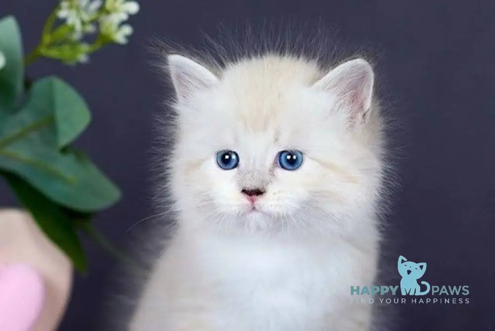 Don Juan Siberian male black silver with white tabby pointed live animals