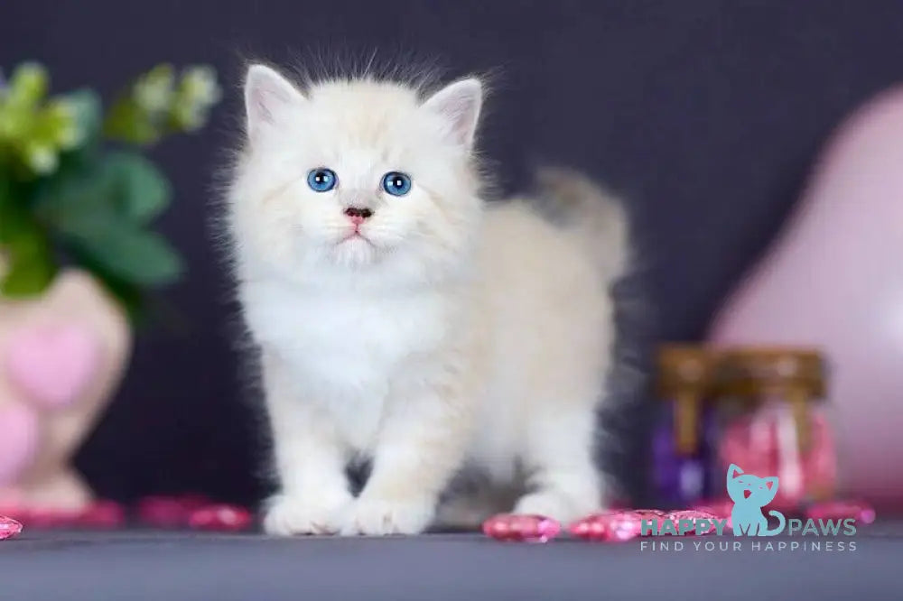 Don Juan Siberian male black silver with white tabby pointed live animals