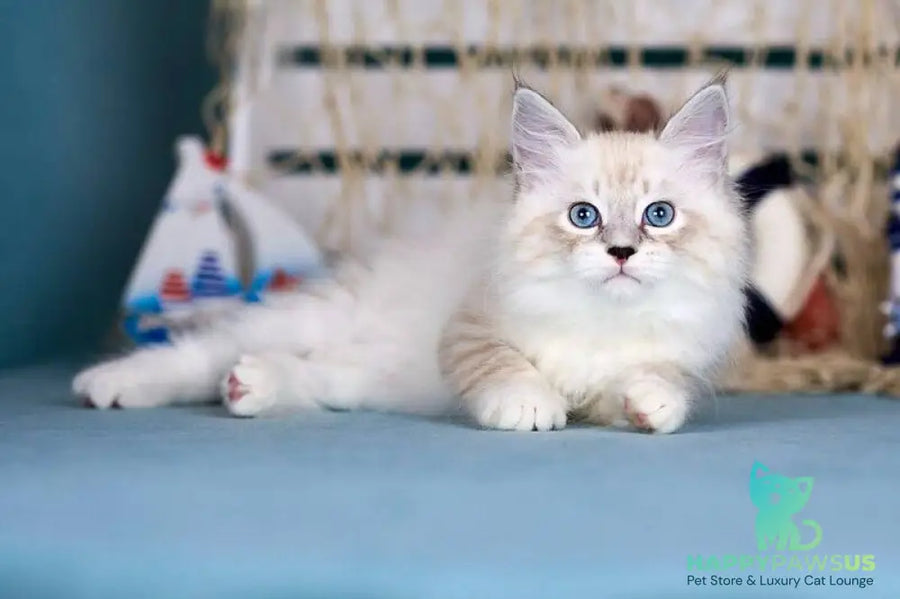 Don Juan Siberian male black silver with white tabby pointed - live animals