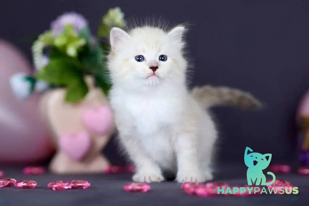 Don Juan Siberian male black silver with white tabby pointed live animals