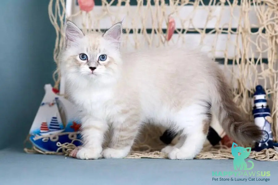 Don Juan Siberian male black silver with white tabby pointed - live animals