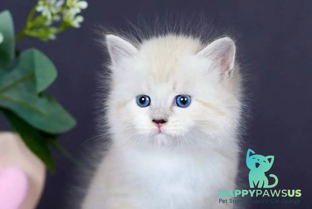 Don Juan Siberian male black silver with white tabby pointed live animals
