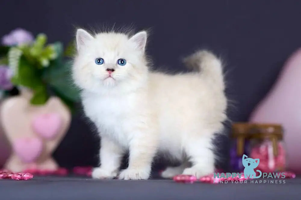 Don Juan Siberian male black silver with white tabby pointed live animals