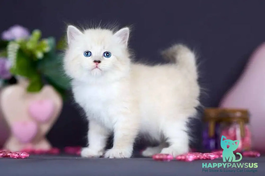 Don Juan Siberian male black silver with white tabby pointed live animals