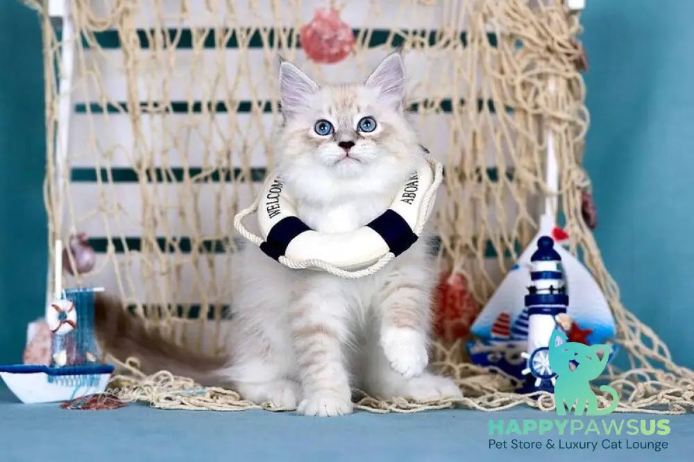 Don Juan Siberian male black silver with white tabby pointed - live animals