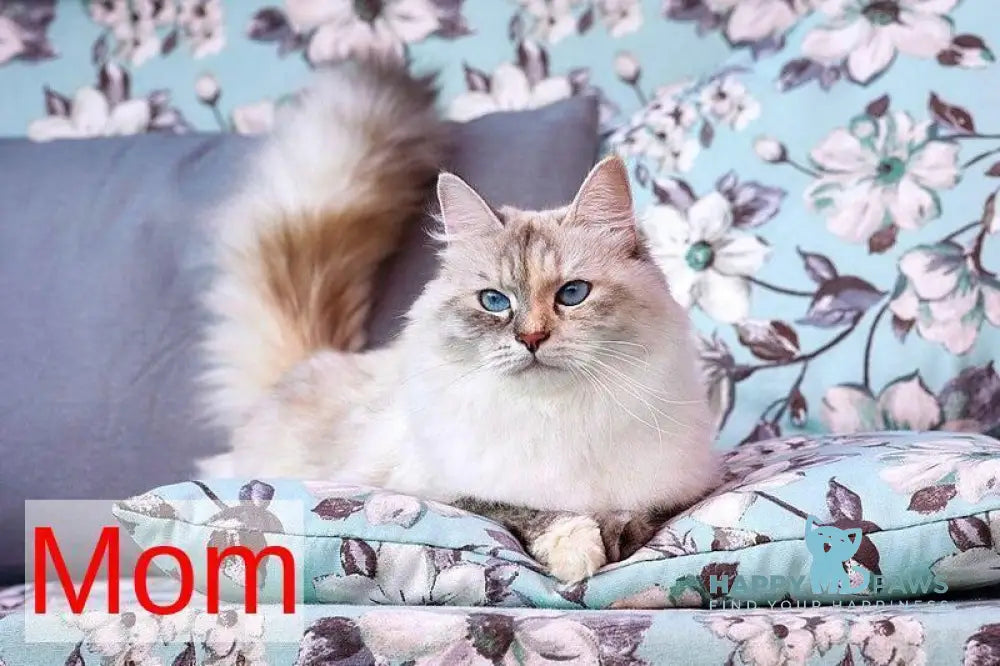 Don Juan Siberian male black silver with white tabby pointed live animals