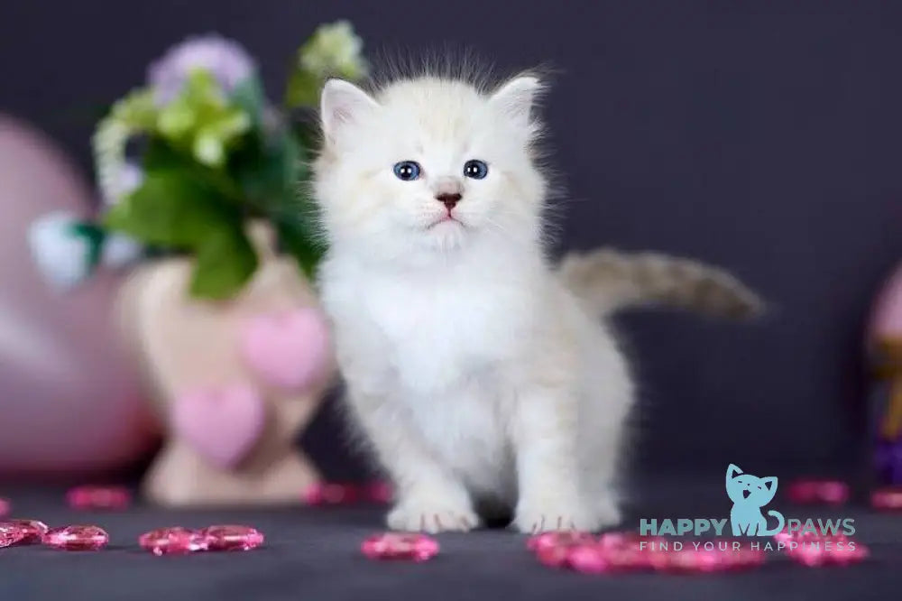 Don Juan Siberian male black silver with white tabby pointed live animals