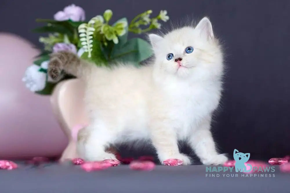 Don Juan Siberian male black silver with white tabby pointed live animals