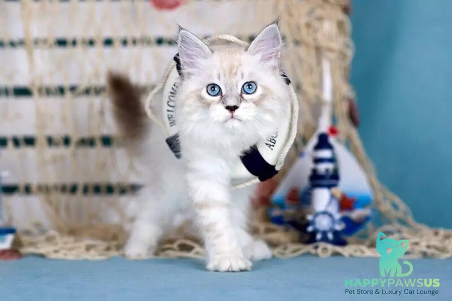 Don Juan Siberian male black silver with white tabby pointed - live animals