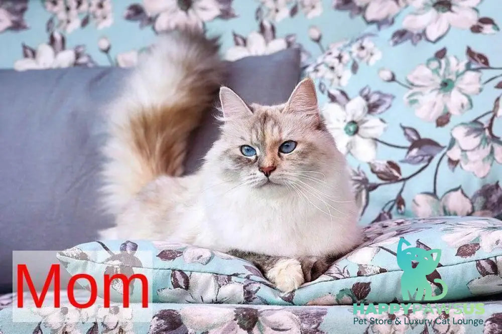 Don Juan Siberian male black silver with white tabby pointed live animals