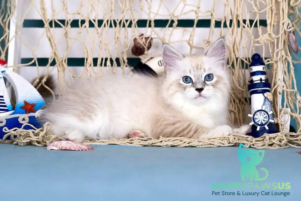 Don Juan Siberian male black silver with white tabby pointed - live animals