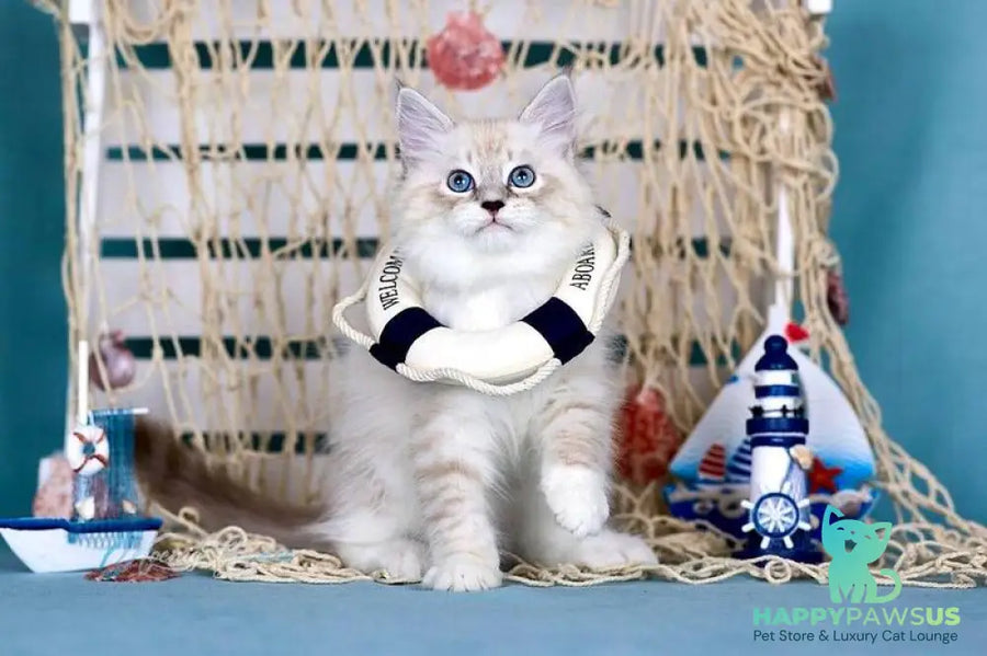 Don Juan Siberian male black silver with white tabby pointed - live animals