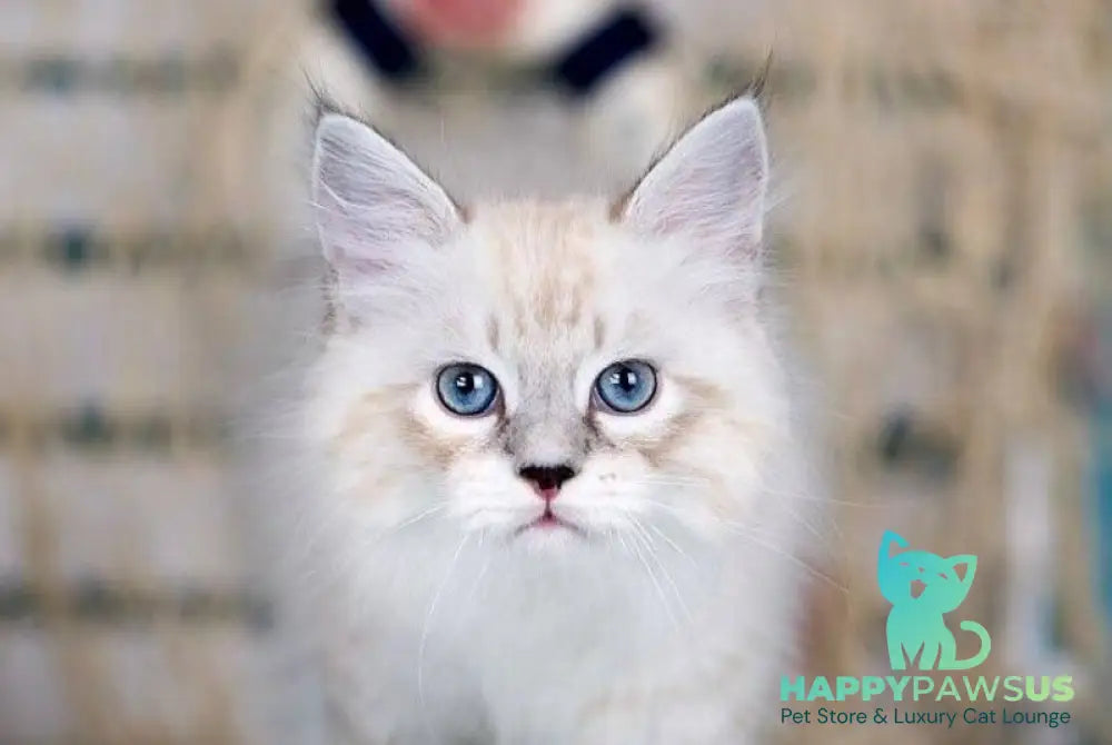 Don Juan Siberian male black silver with white tabby pointed - live animals