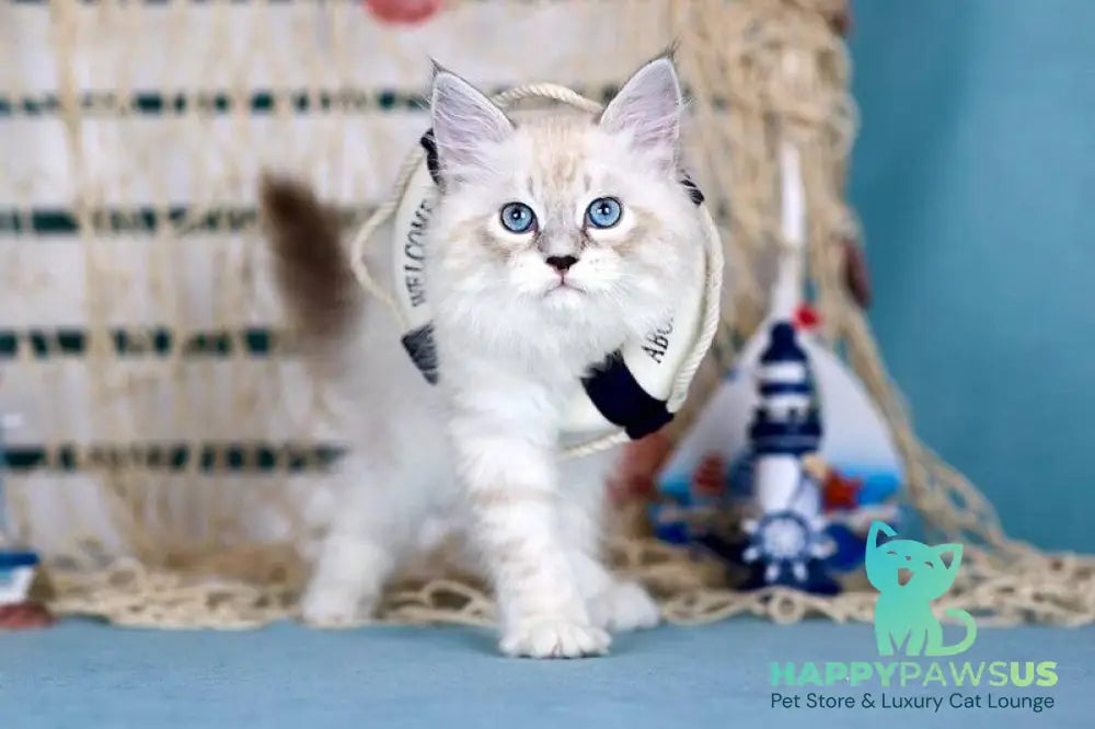 Don Juan Siberian male black silver with white tabby pointed - live animals