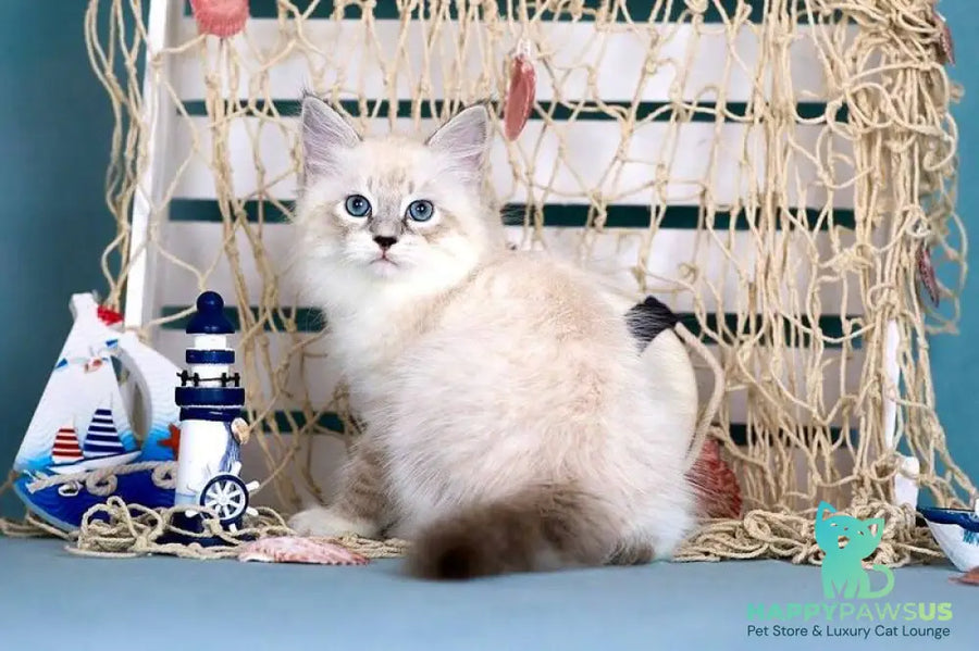 Don Juan Siberian male black silver with white tabby pointed - live animals