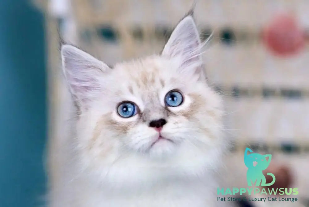 Don Juan Siberian male black silver with white tabby pointed - live animals