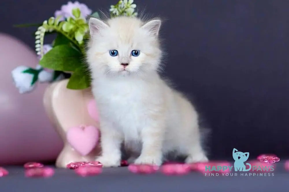 Don Juan Siberian male black silver with white tabby pointed live animals