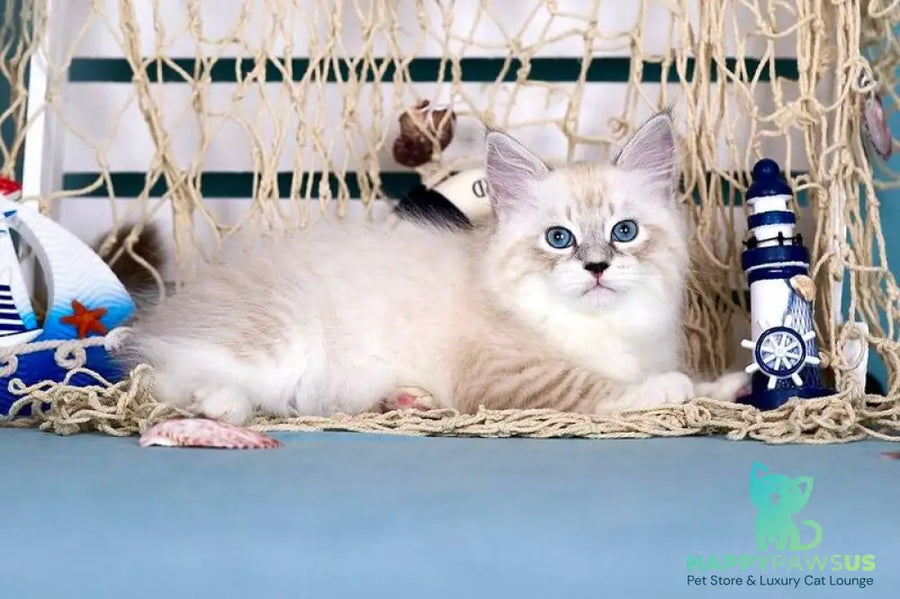 Don Juan Siberian male black silver with white tabby pointed - live animals