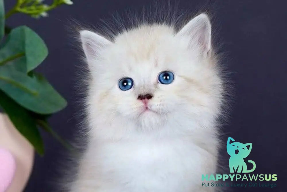Don Juan Siberian male black silver with white tabby pointed live animals