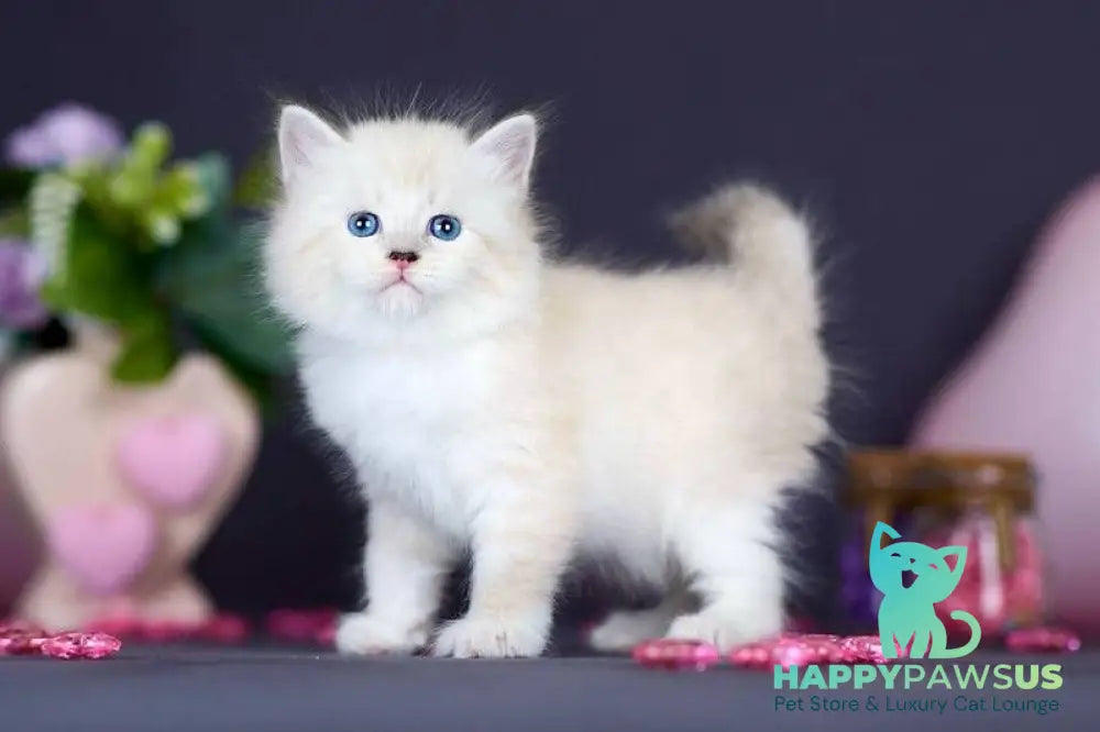 Don Juan Siberian male black silver with white tabby pointed live animals