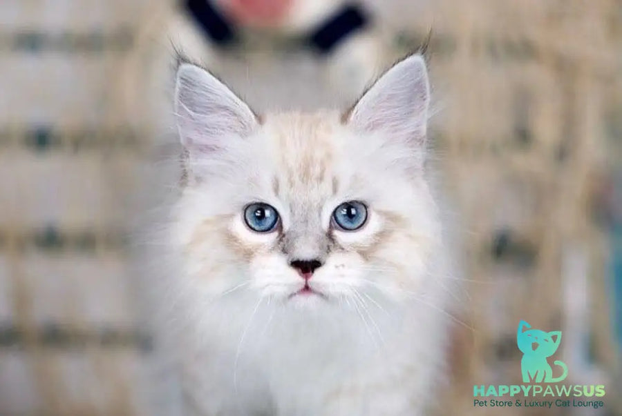 Don Juan Siberian male black silver with white tabby pointed - live animals