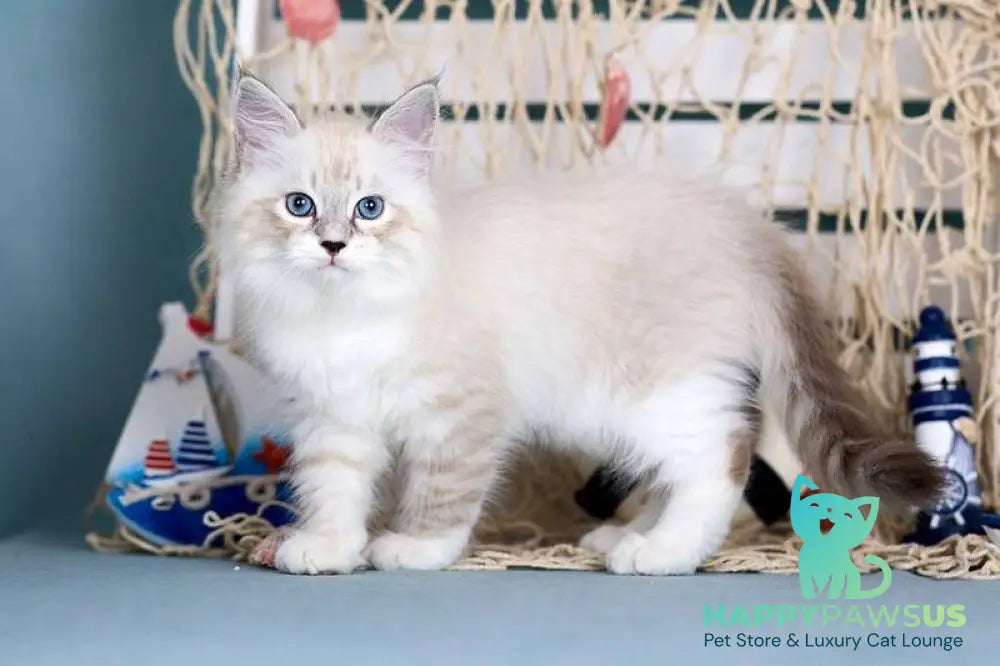 Don Juan Siberian male black silver with white tabby pointed - live animals