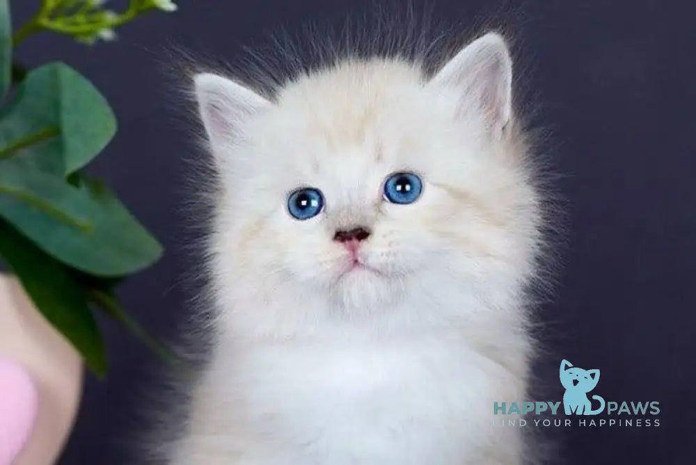 Don Juan Siberian male black silver with white tabby pointed live animals