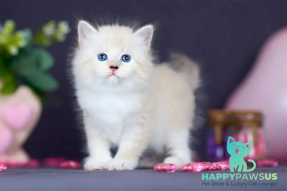 Don Juan Siberian male black silver with white tabby pointed live animals