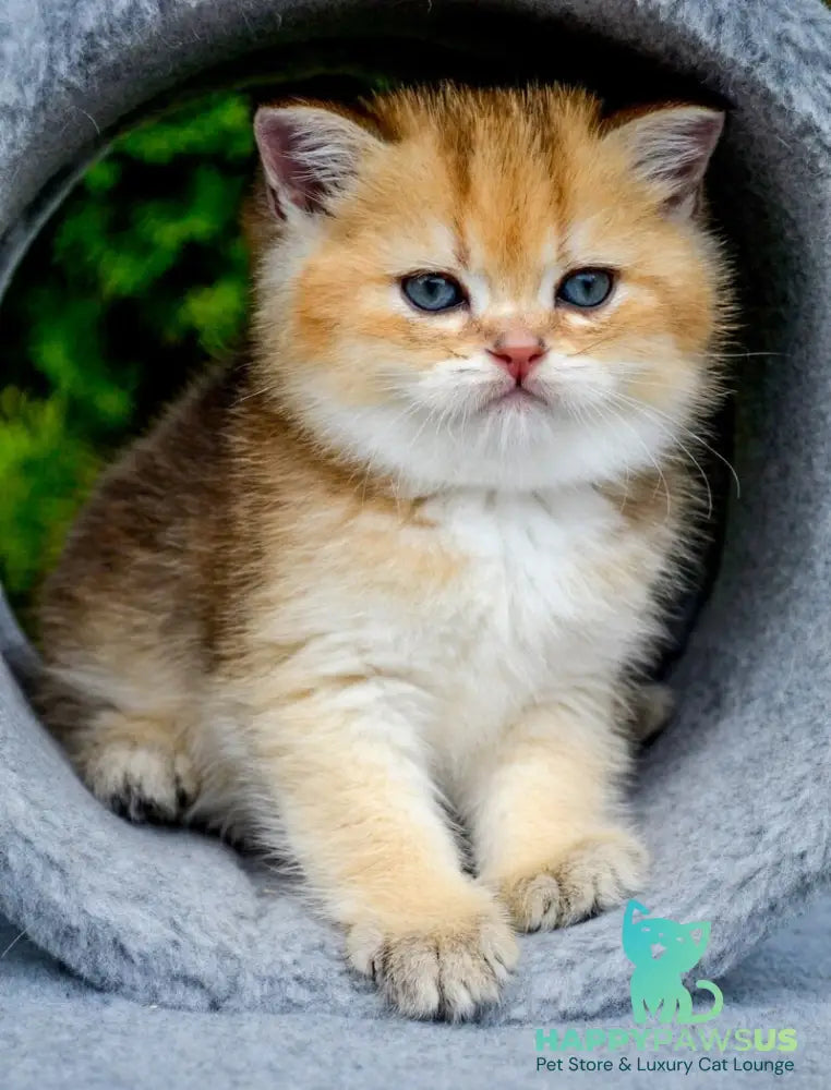 Don Scottish Straight male black golden ticked tabby - live animals