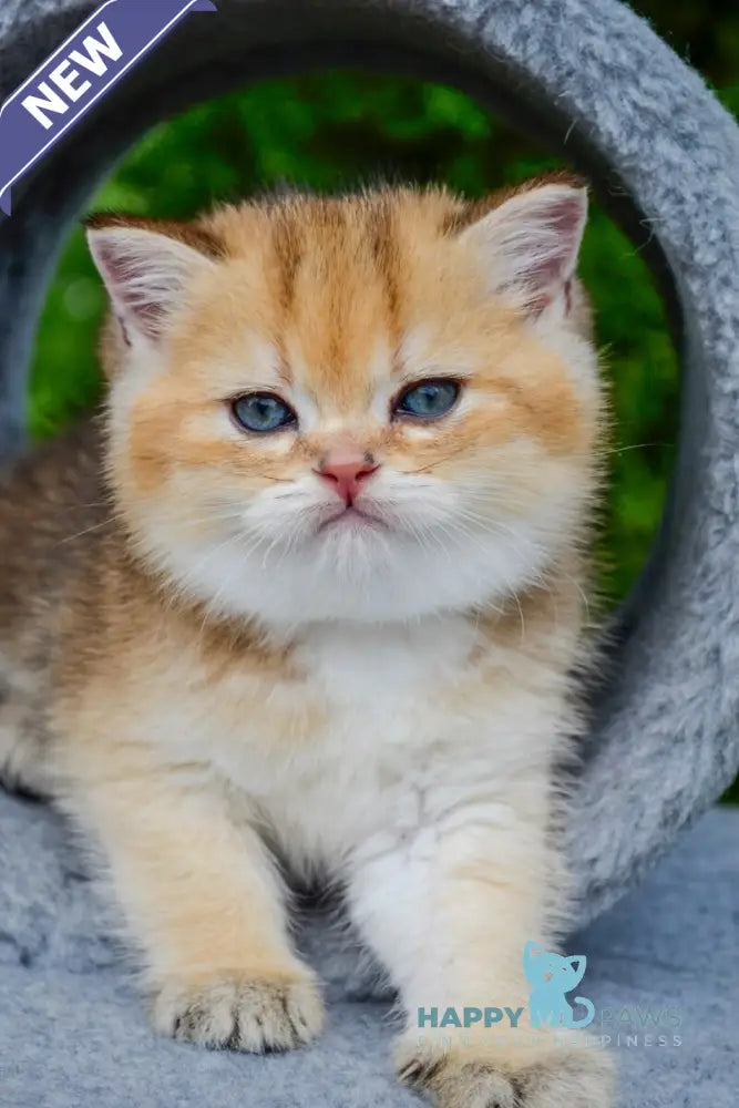 Don Scottish Straight male black golden ticked tabby - live animals