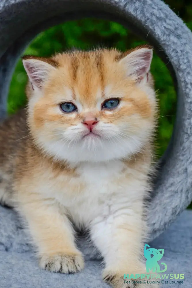 Don Scottish Straight male black golden ticked tabby - live animals