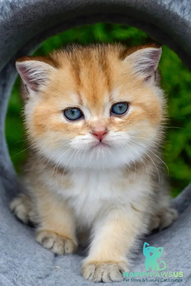 Don Scottish Straight male black golden ticked tabby - live animals