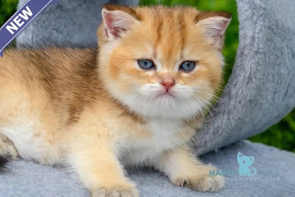 Don Scottish Straight male black golden ticked tabby - live animals
