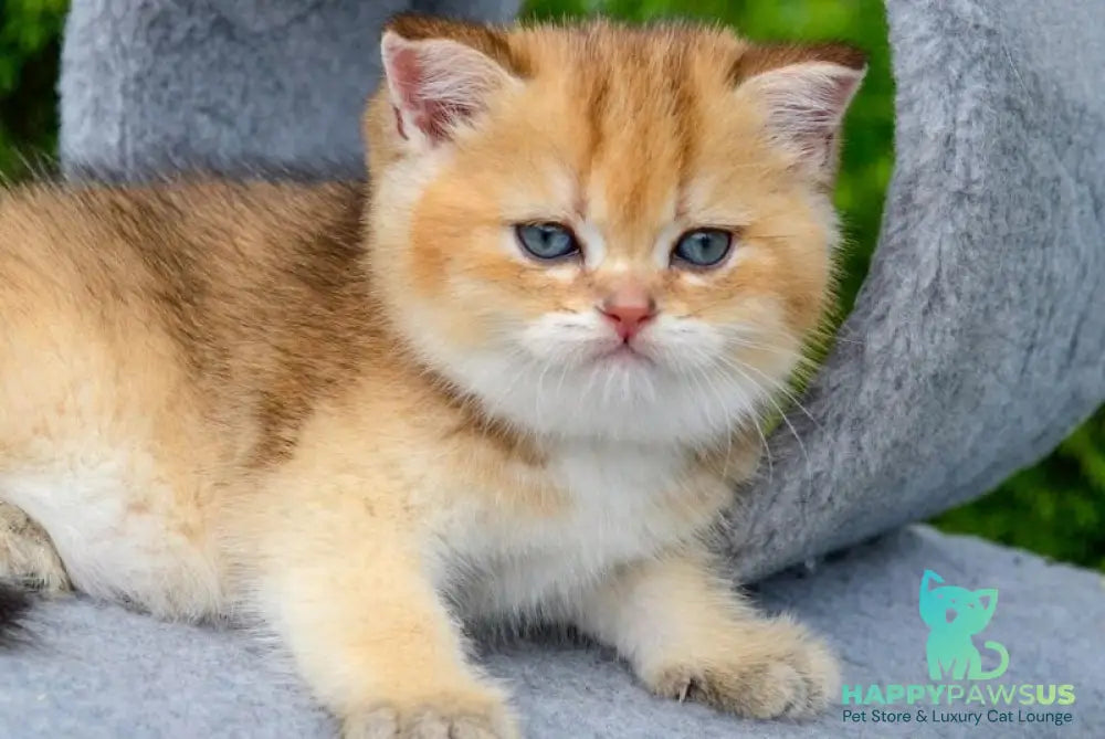 Don Scottish Straight male black golden ticked tabby - live animals