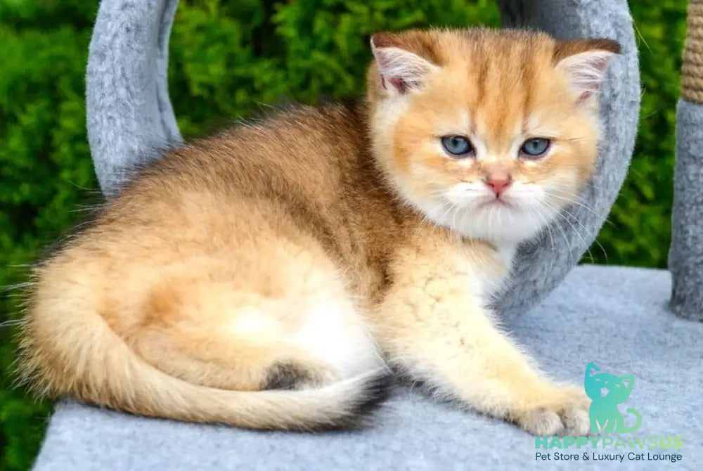 Don Scottish Straight male black golden ticked tabby - live animals