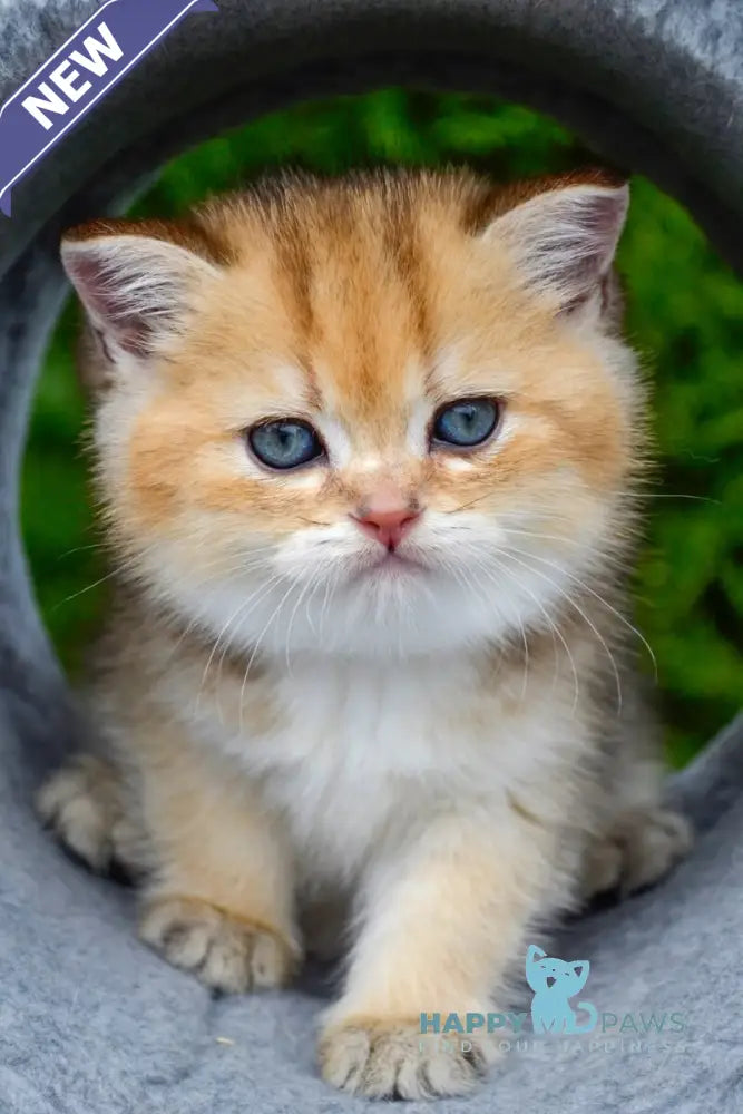 Don Scottish Straight male black golden ticked tabby - live animals