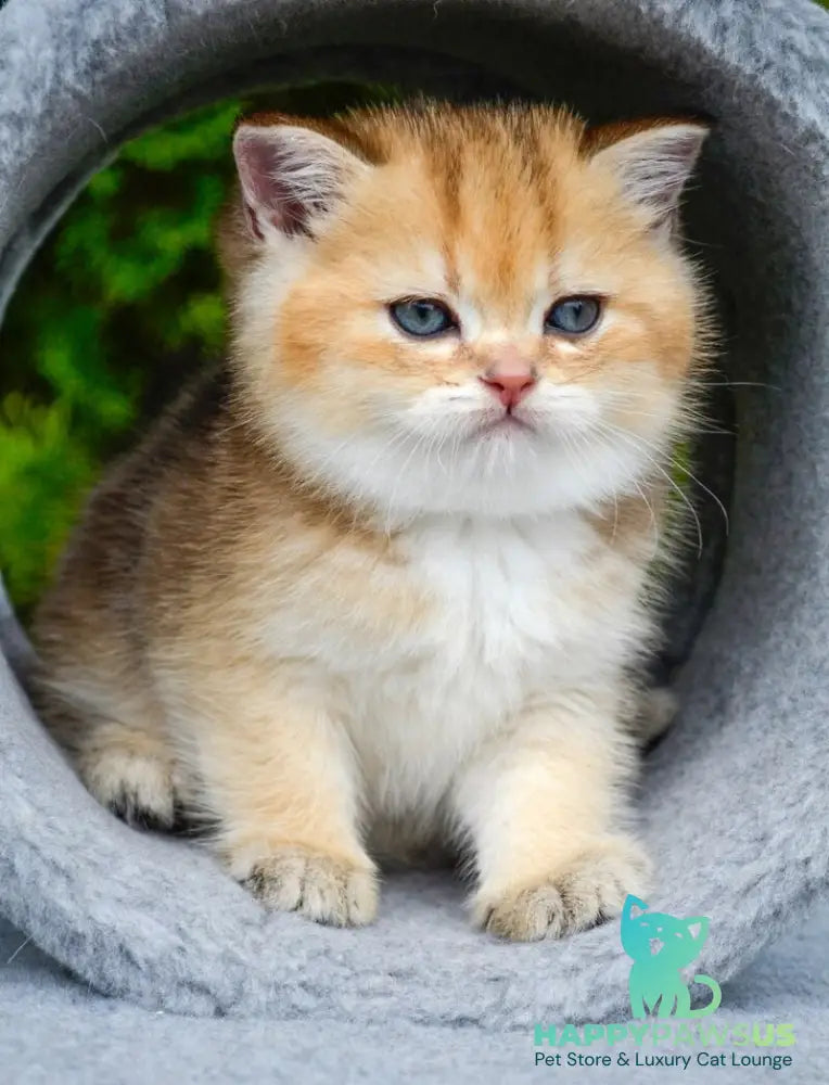 Don Scottish Straight male black golden ticked tabby - live animals