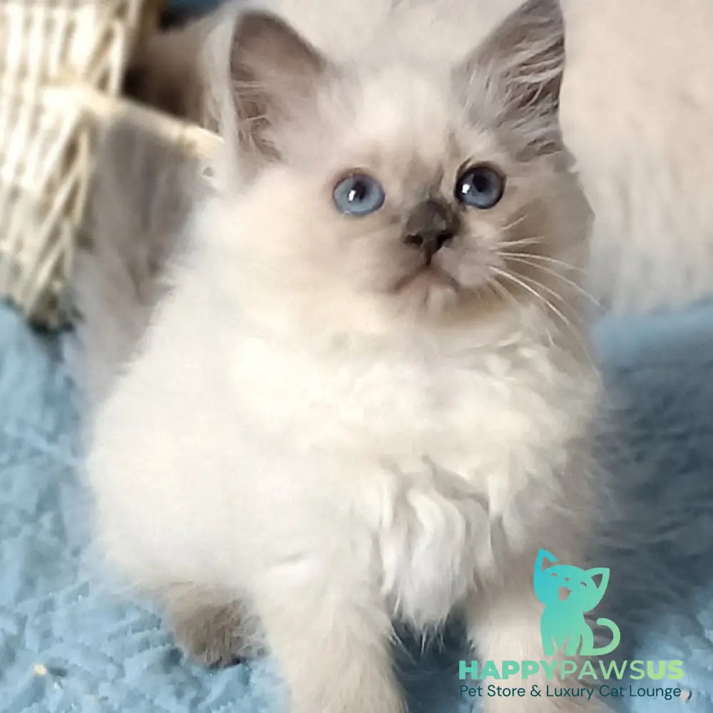Dona Siberian female blue pointed - live animals