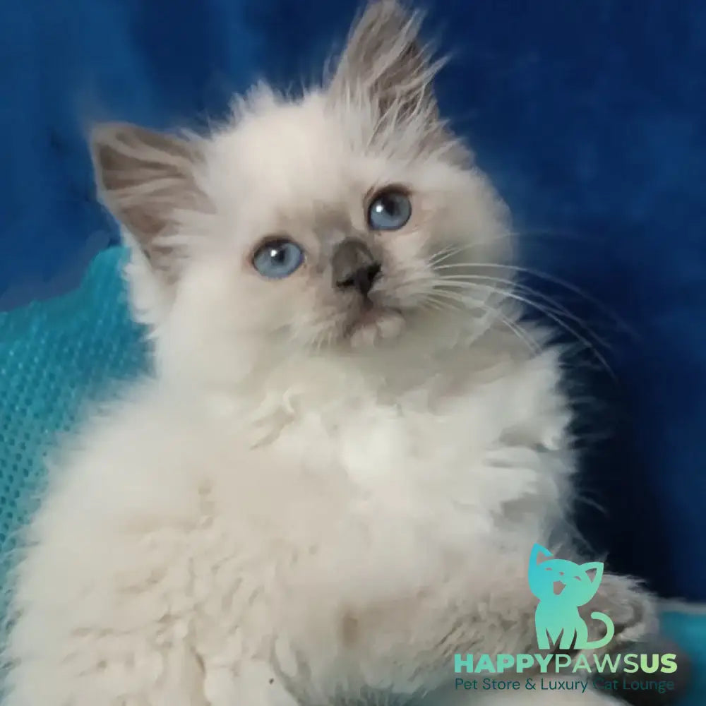 Dona Siberian female blue pointed - live animals