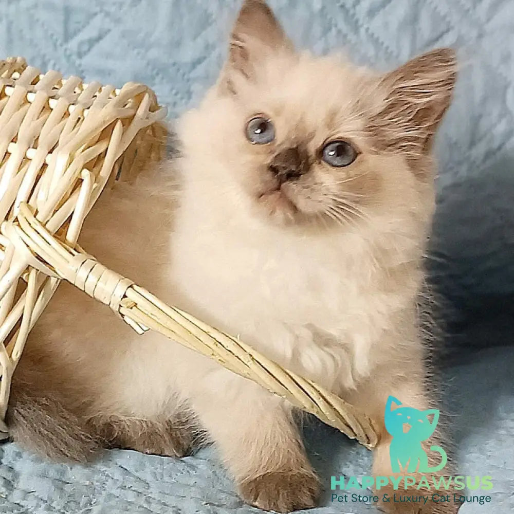 Dona Siberian female blue pointed - live animals