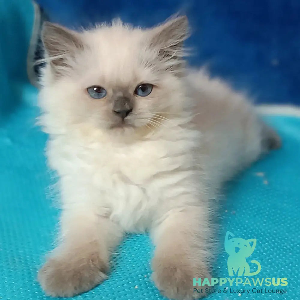 Dona Siberian female blue pointed - live animals