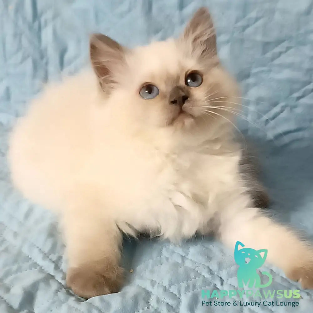 Dona Siberian female blue pointed - live animals