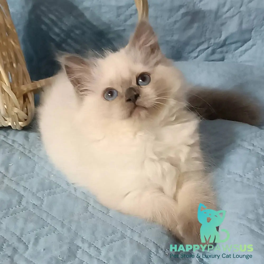 Dona Siberian female blue pointed - live animals