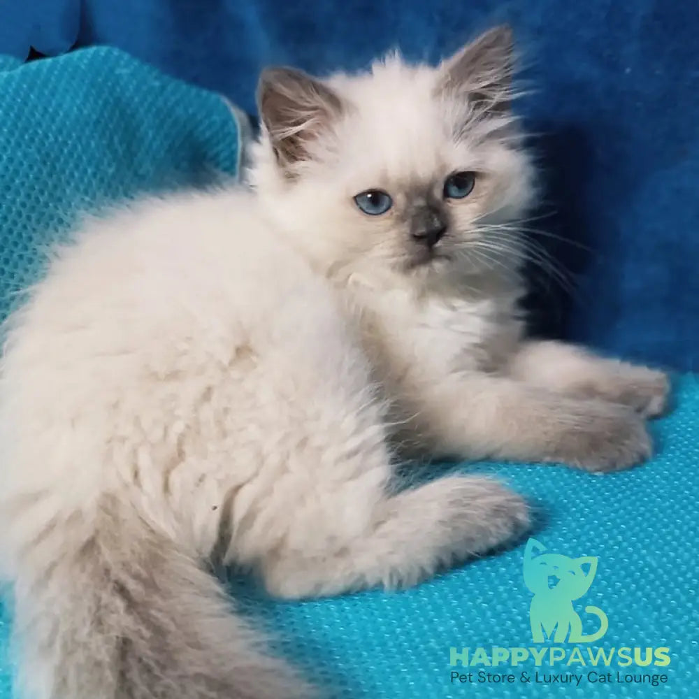 Dona Siberian female blue pointed - live animals