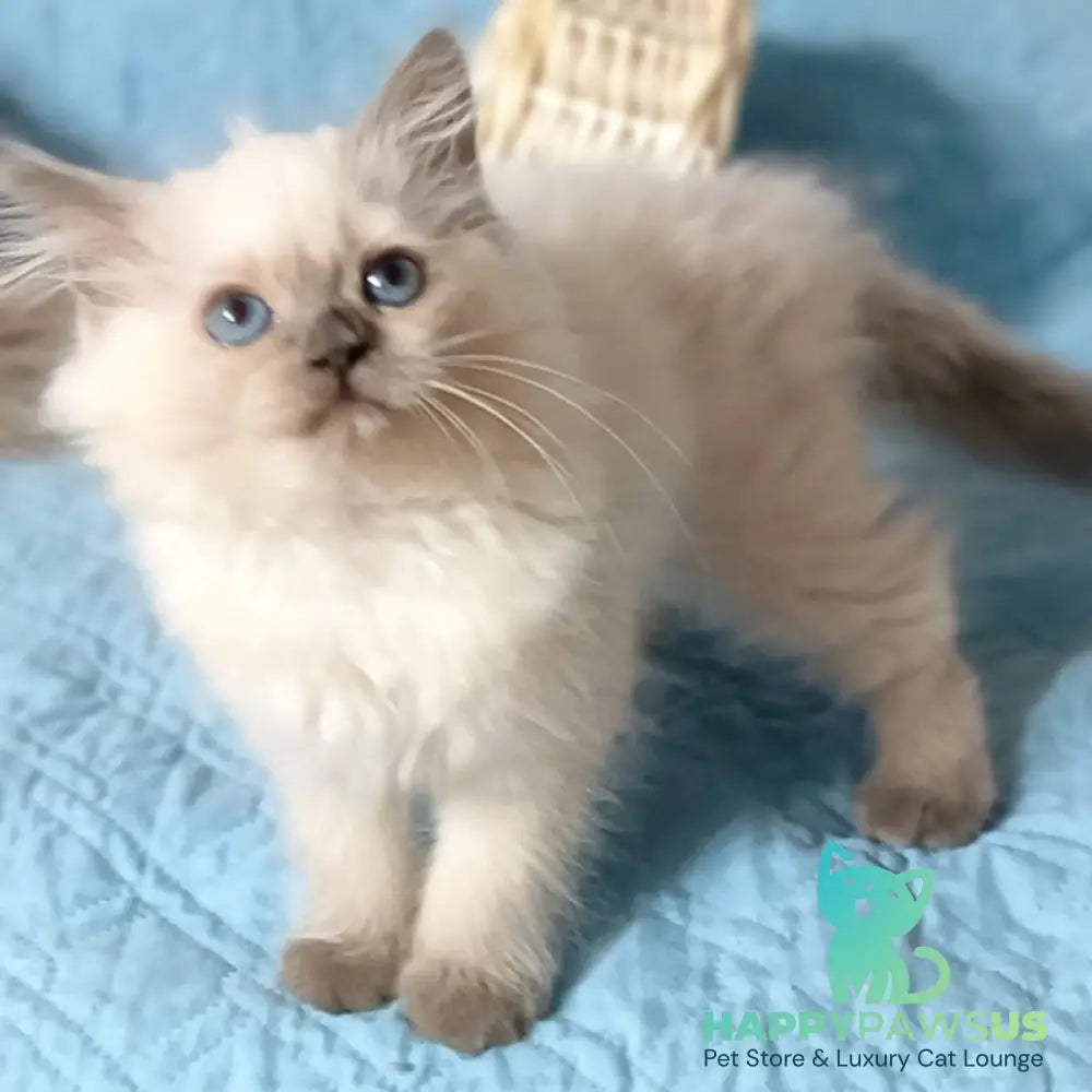 Dona Siberian female blue pointed - live animals