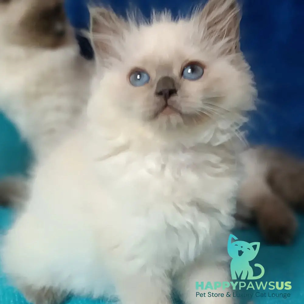 Dona Siberian female blue pointed - live animals