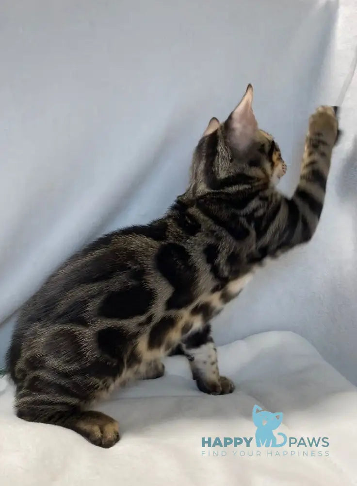 Donald Bengal male black amber spotted tabby live animals