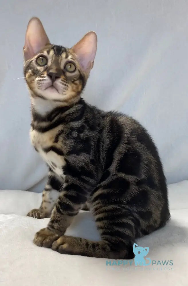 Donald Bengal male black amber spotted tabby live animals