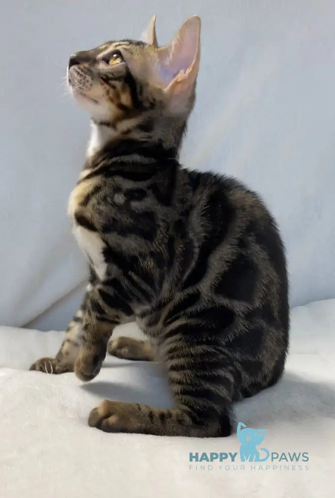 Donald Bengal male black amber spotted tabby live animals
